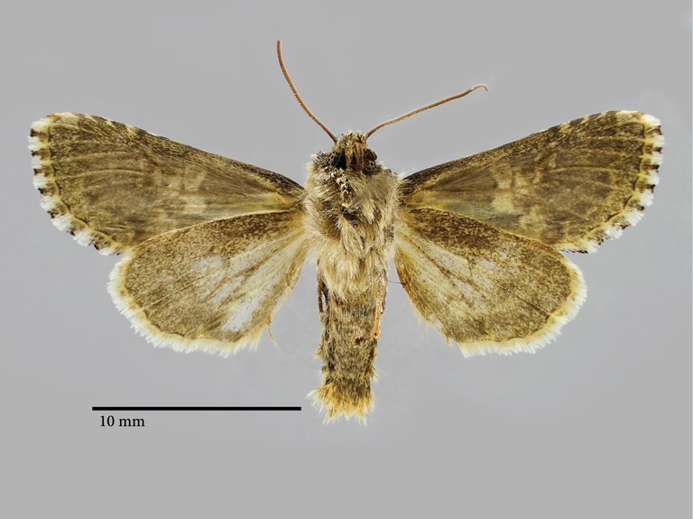 Hadena confusa pseudodealbata Pt V.jpg Hadena confusa pseudodealbata Pt V.jpg
