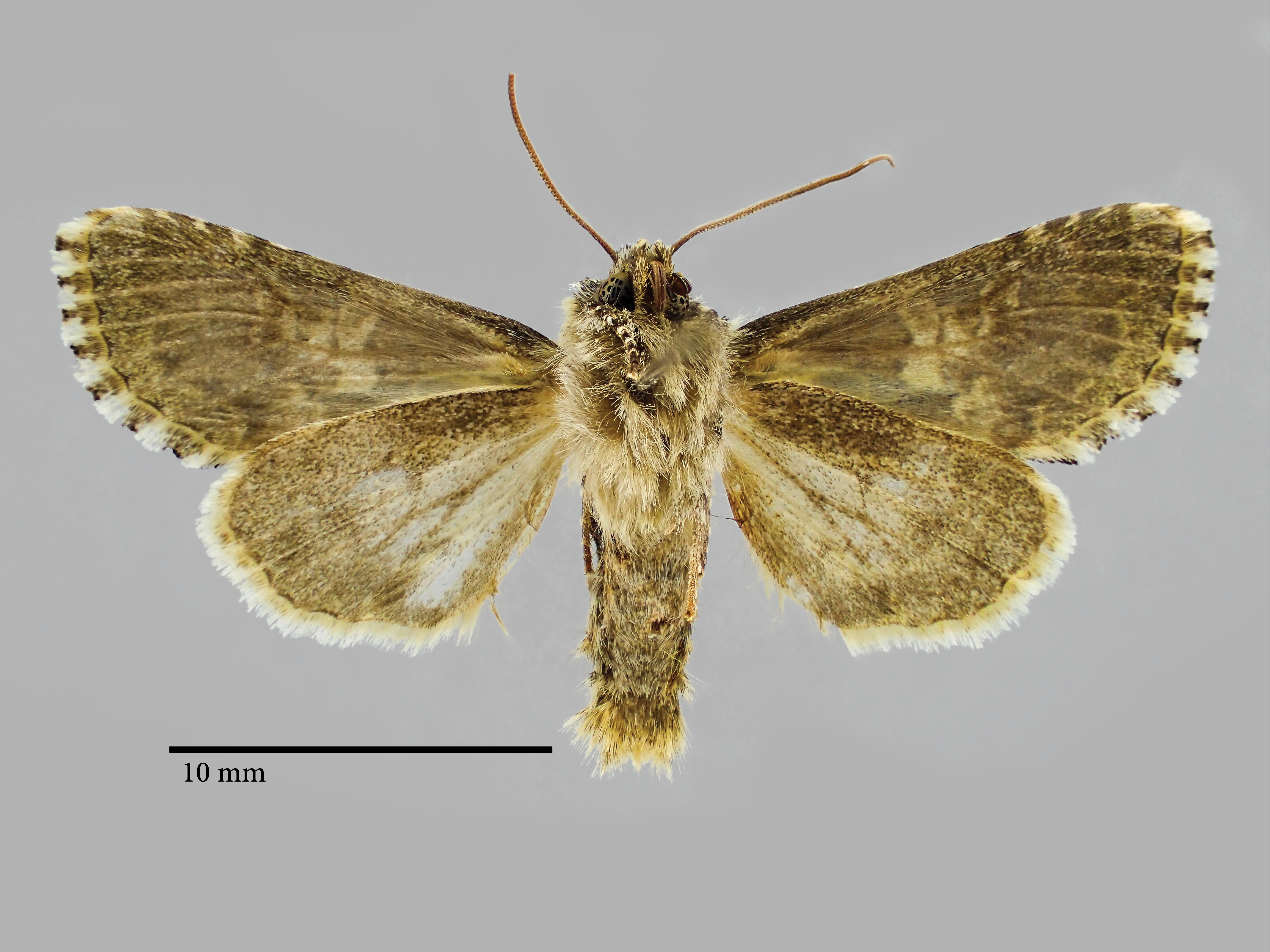 Hadena confusa pseudodealbata Pt V.jpg
