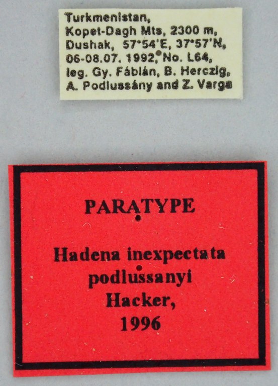 Hadena inexpectata podlussanyi Pt Labels.jpg Hadena inexpectata podlussanyi Pt Labels.jpg