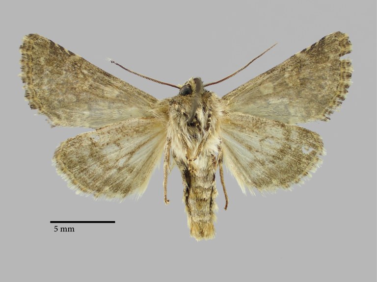 Hadena inexpectata podlussanyi Pt V.jpg Hadena inexpectata podlussanyi Pt V.jpg