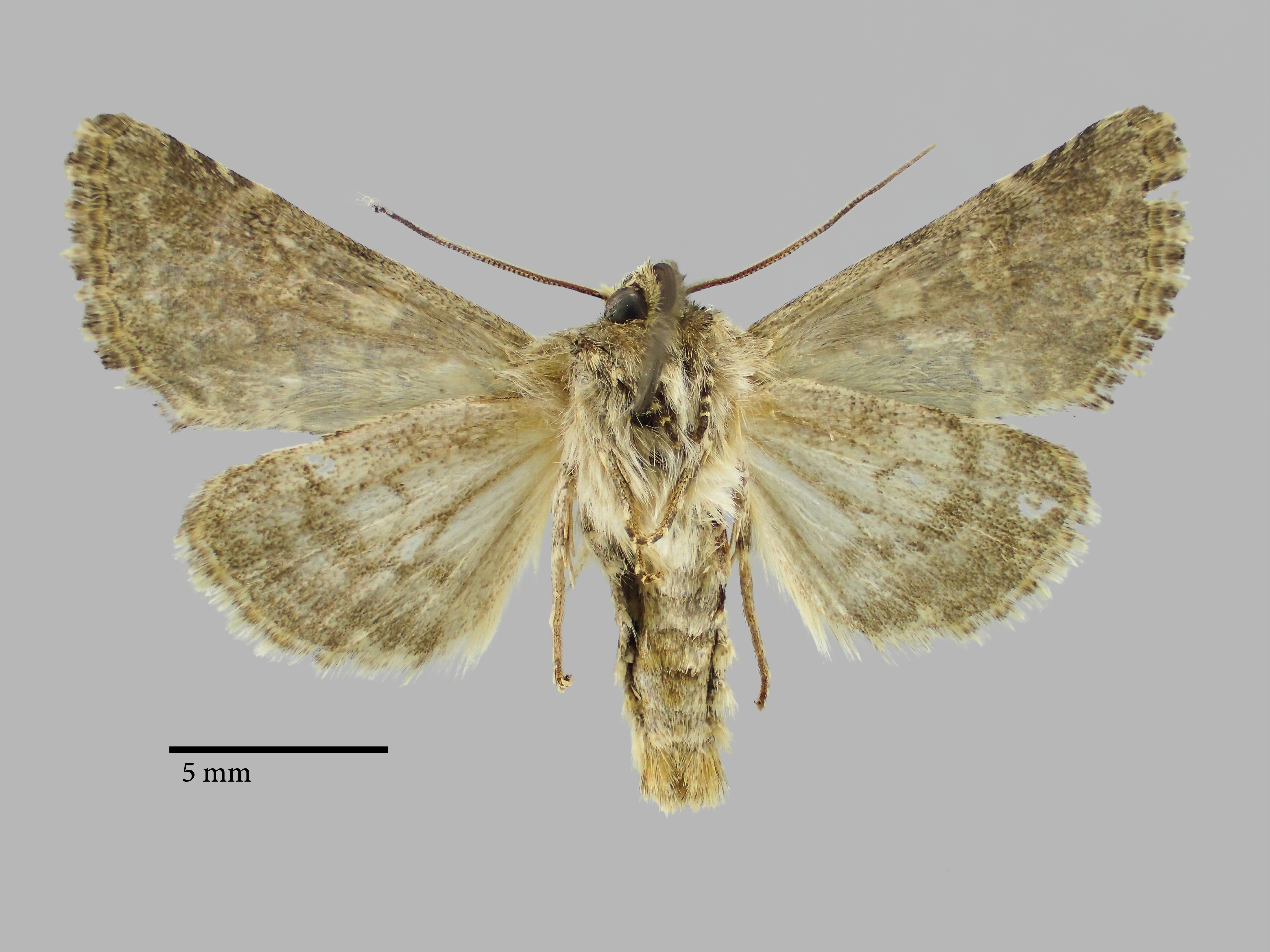 Hadena inexpectata podlussanyi Pt V.jpg