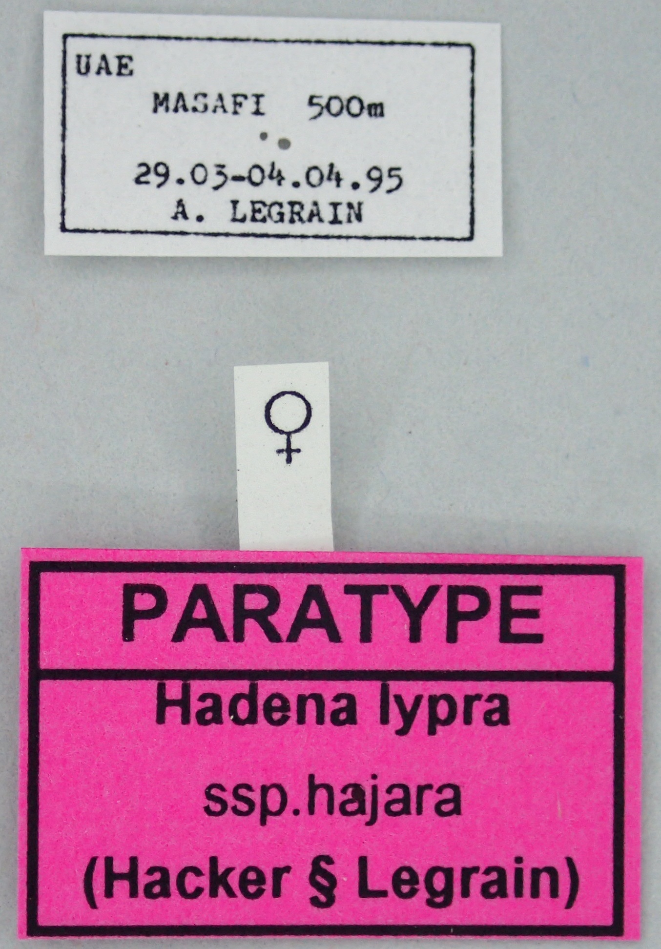 Hadena lypra hajara F Pt Labels.jpg