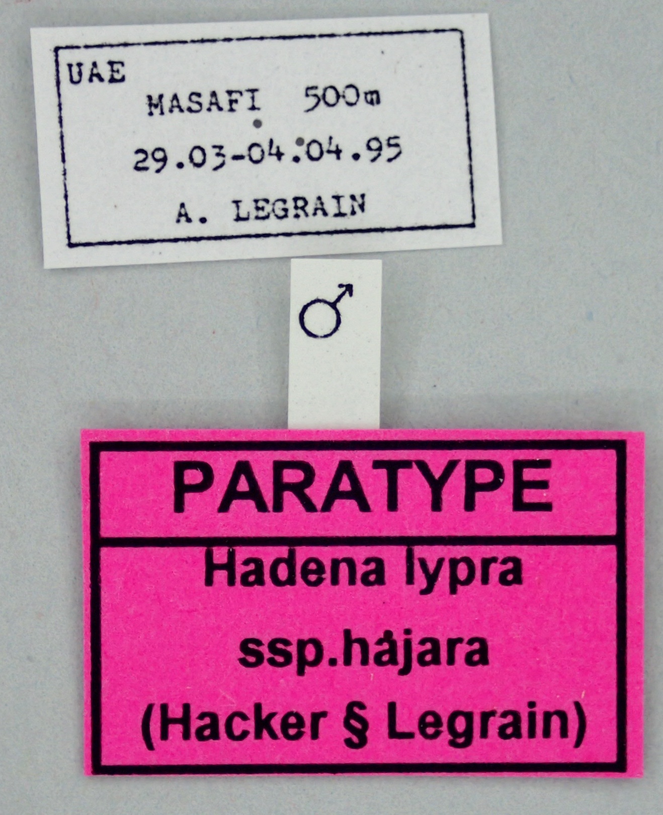 Hadena lypra hajara M Pt Labels.jpg