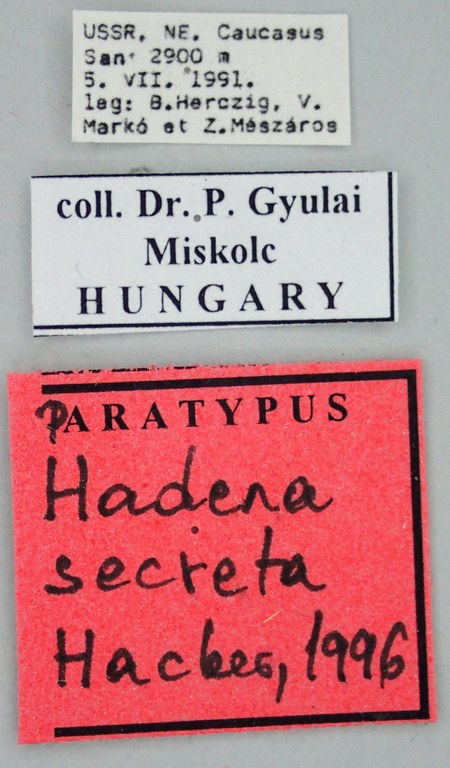 Hadena secreta Pt Labels.jpg Hadena secreta Pt Labels.jpg