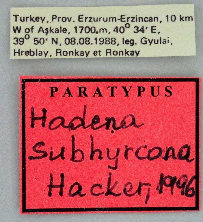 Hadena subhyrcona Pt Labels.jpg Hadena subhyrcona Pt Labels.jpg