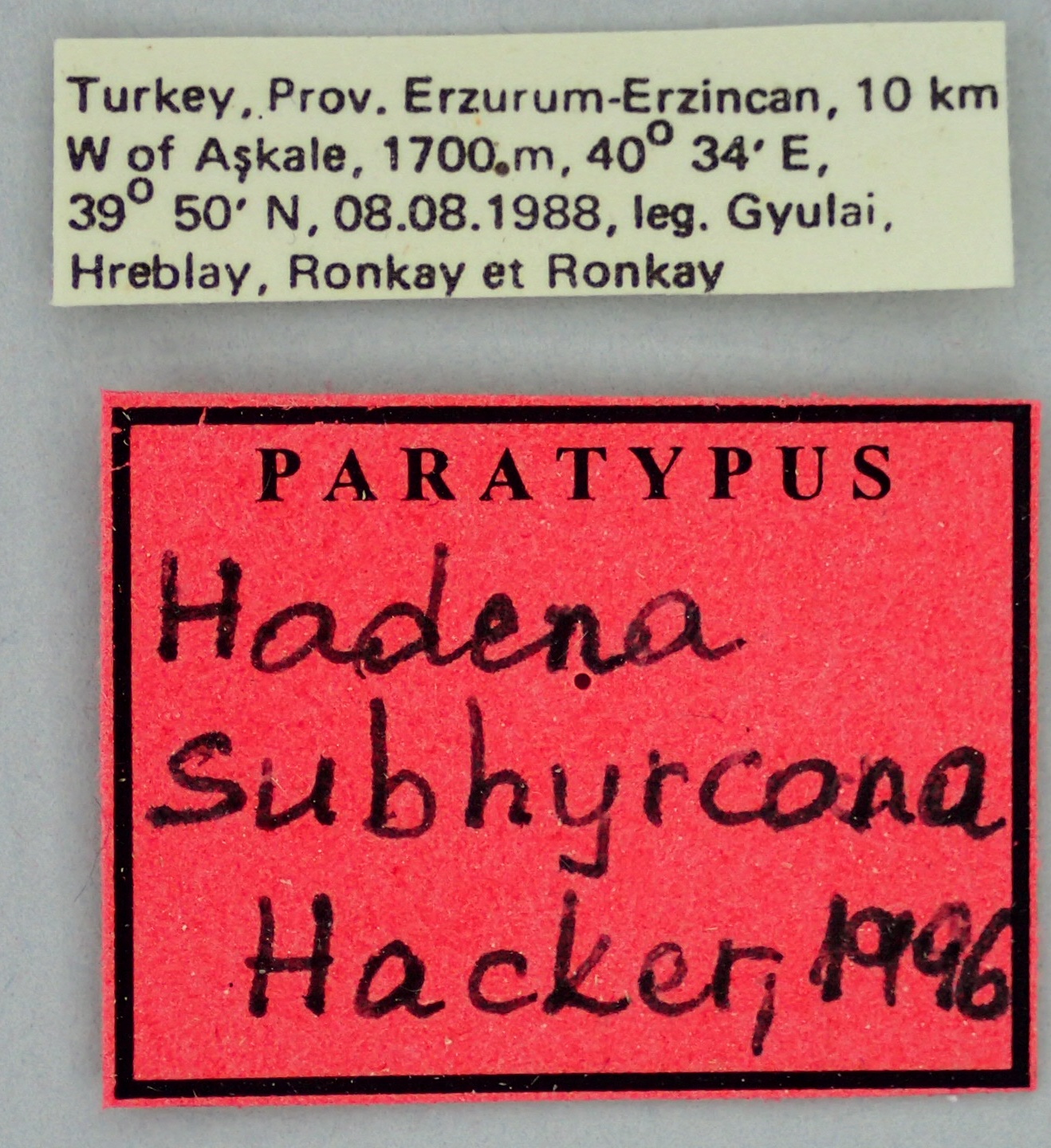 Hadena subhyrcona Pt Labels.jpg