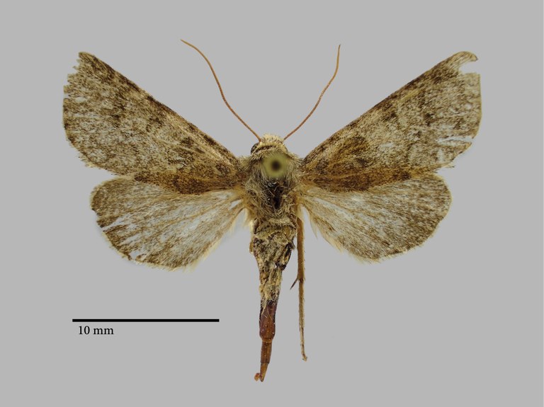 Hadena subhyrcona Pt D.jpg Hadena subhyrcona Pt D.jpg