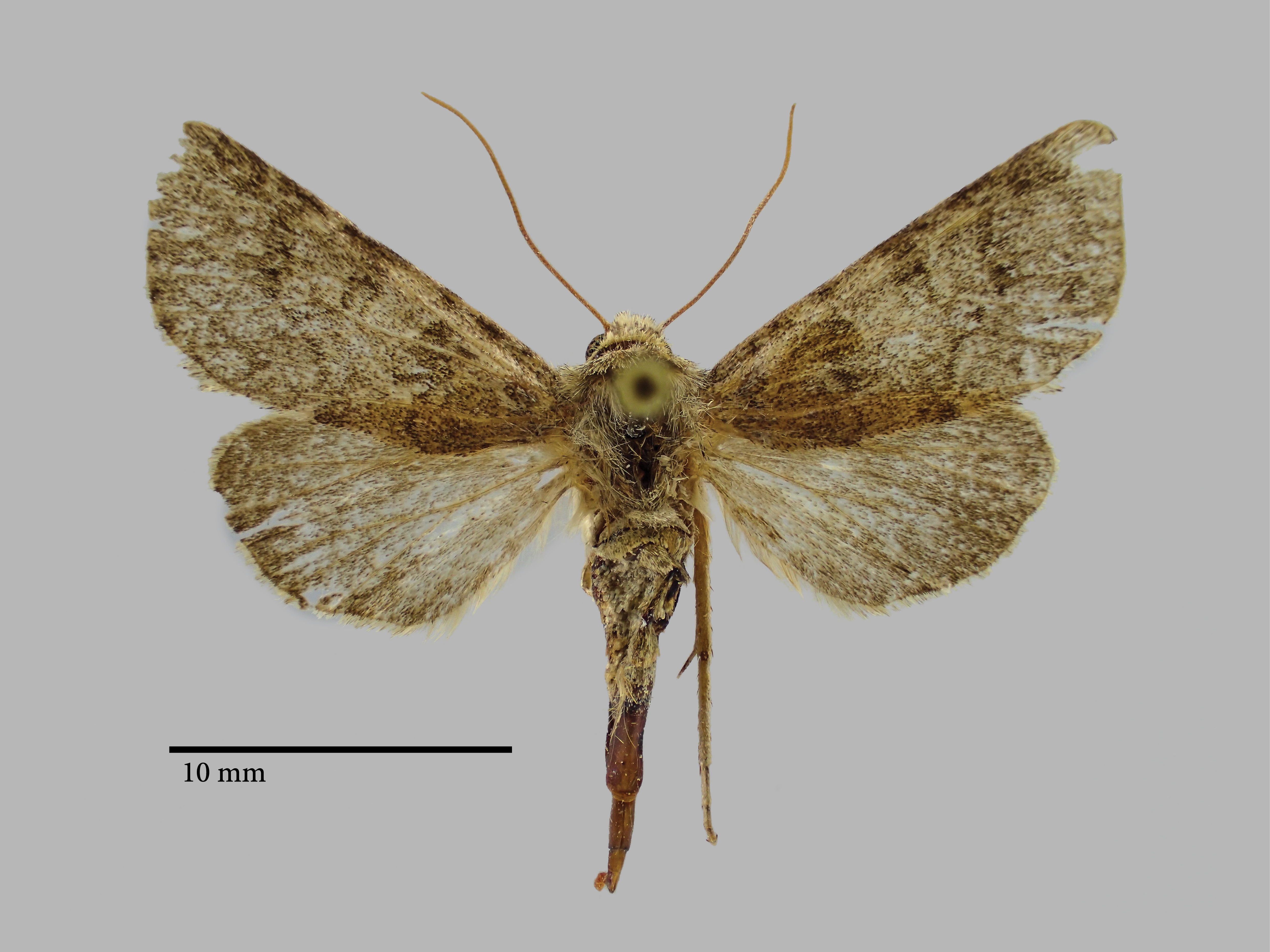Hadena subhyrcona Pt D.jpg