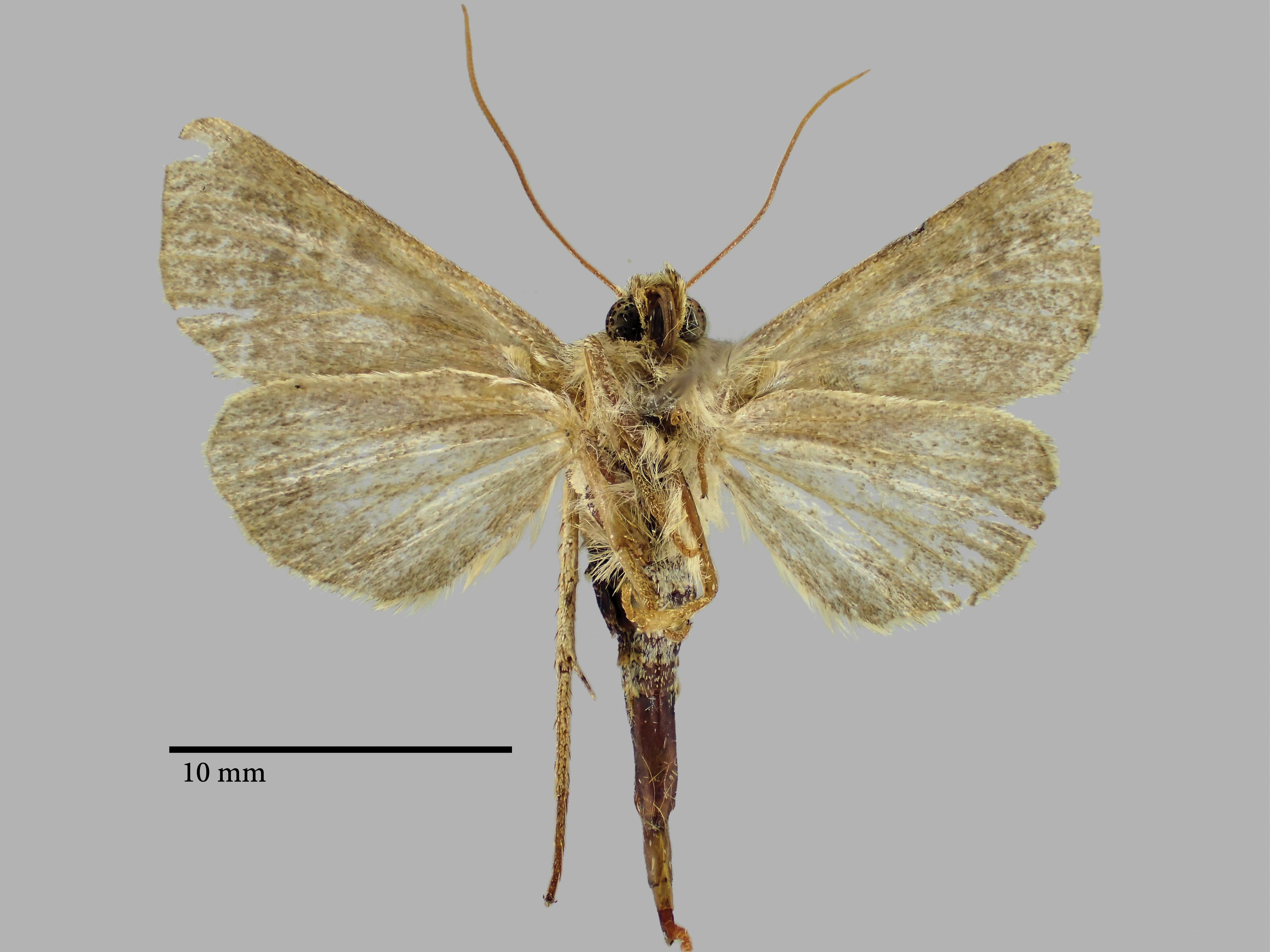 Hadena subhyrcona Pt V.jpg