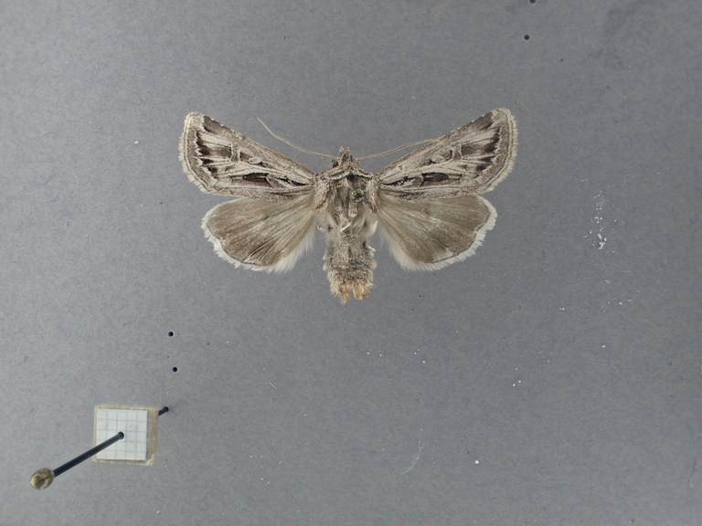 Hadula (Calocestra) nupponenorum Pt D.jpg Hadula (Calocestra) nupponenorum Pt D.jpg