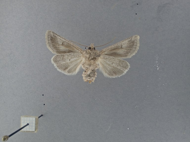 Hadula (Calocestra) nupponenorum Pt V.jpg Hadula (Calocestra) nupponenorum Pt V.jpg