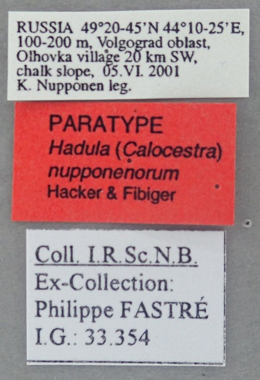 Hadula (Calocestra) nupponenorum Pt Labels.jpg Hadula (Calocestra) nupponenorum Pt Labels.jpg