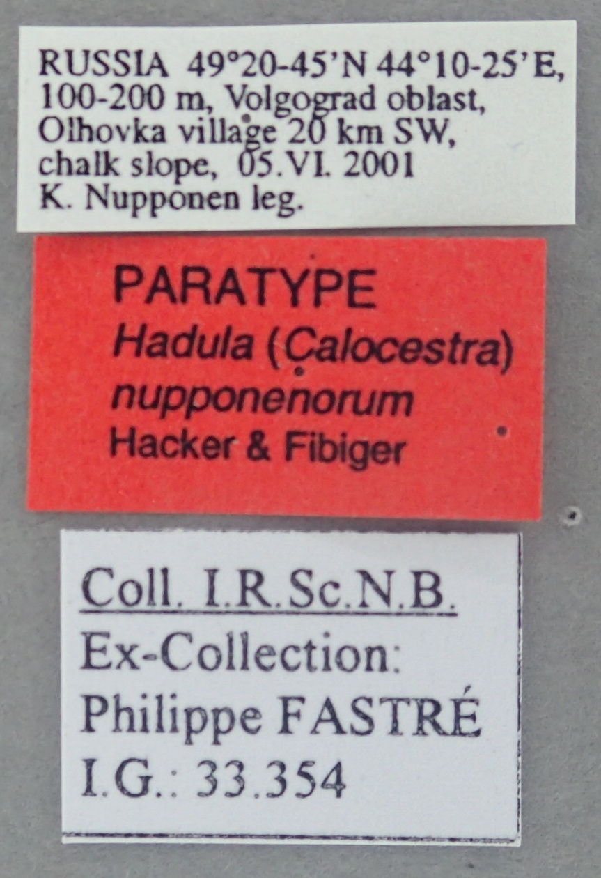 Hadula (Calocestra) nupponenorum Pt Labels.jpg