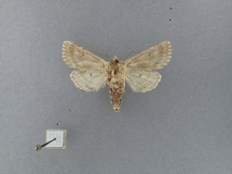 Nezonycta obtusa Pt V.jpg Nezonycta obtusa Pt V.jpg