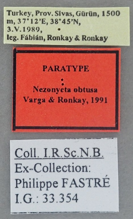 Nezonycta obtusa Pt Labels.jpg Nezonycta obtusa Pt Labels.jpg