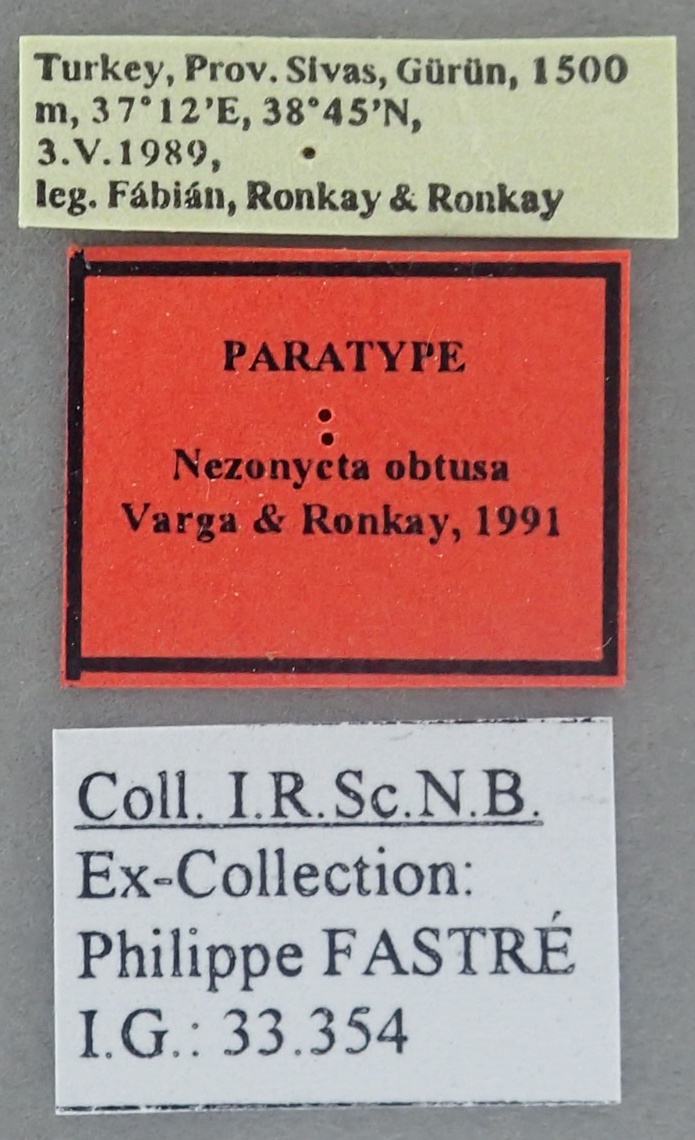Nezonycta obtusa Pt Labels.jpg