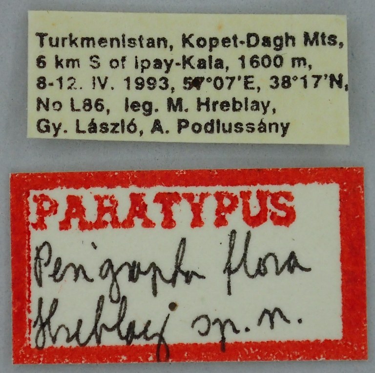 Perigrapha flora Pt Labels.jpg Perigrapha flora Pt Labels.jpg