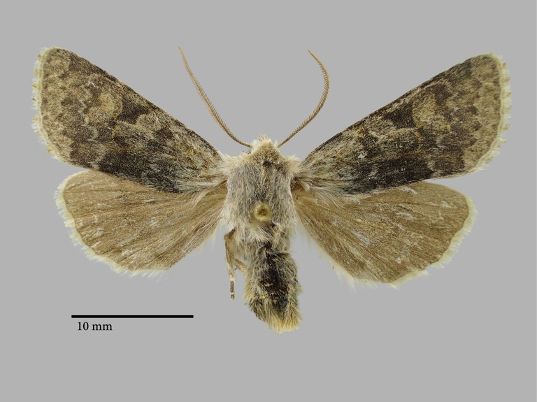 Perigrapha flora Pt D.jpg Perigrapha flora Pt D.jpg