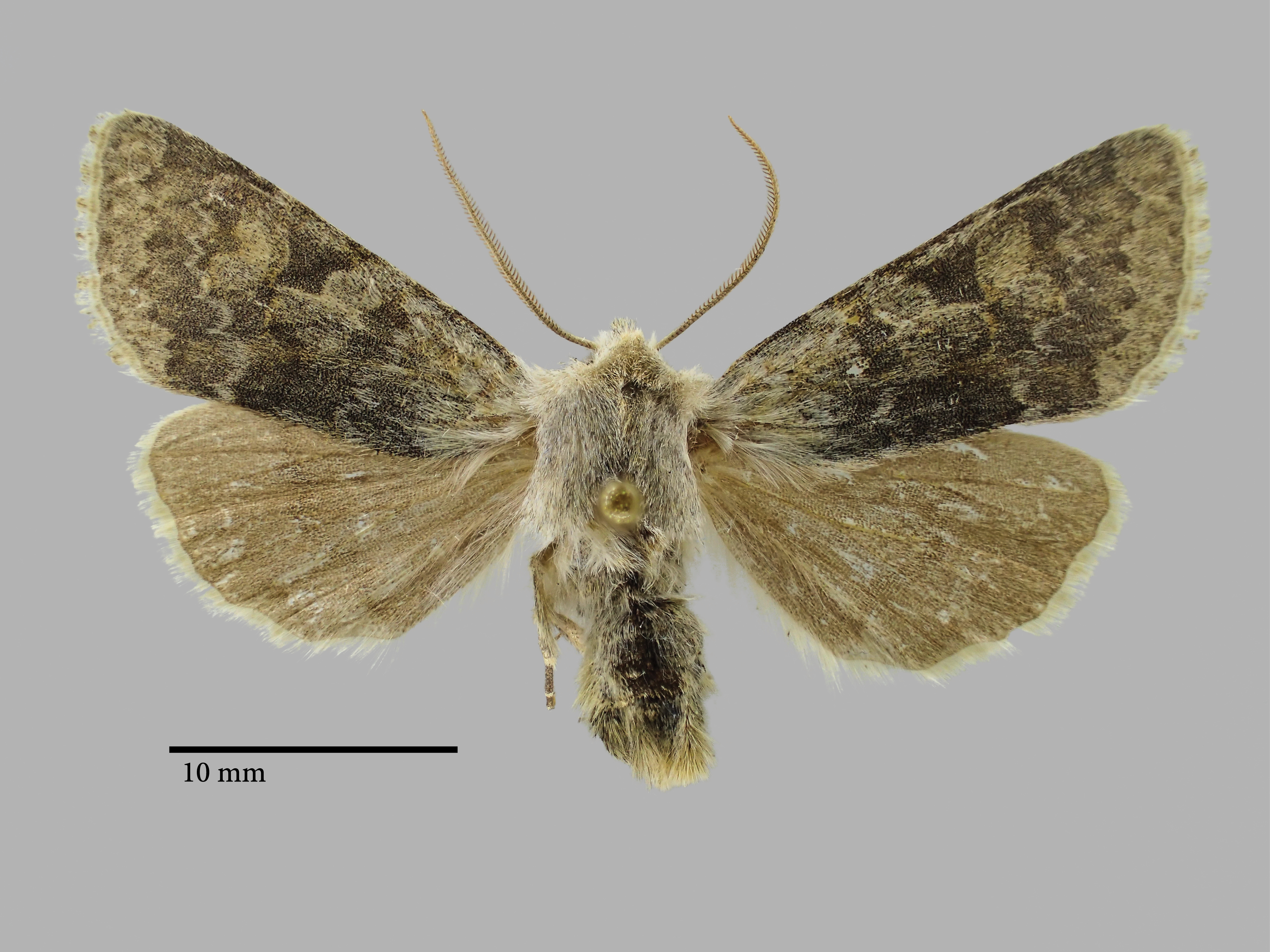 Perigrapha flora Pt D.jpg