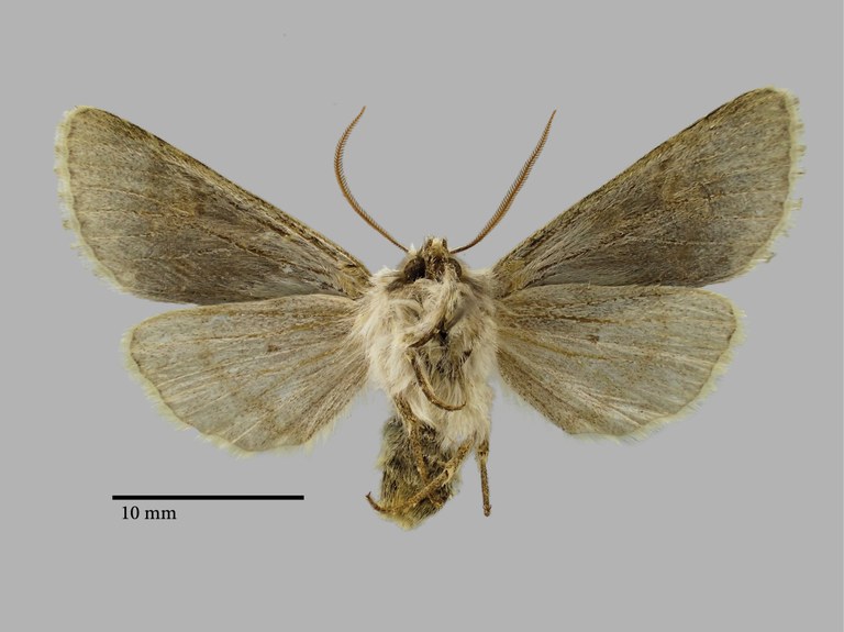Perigrapha flora Pt V.jpg Perigrapha flora Pt V.jpg