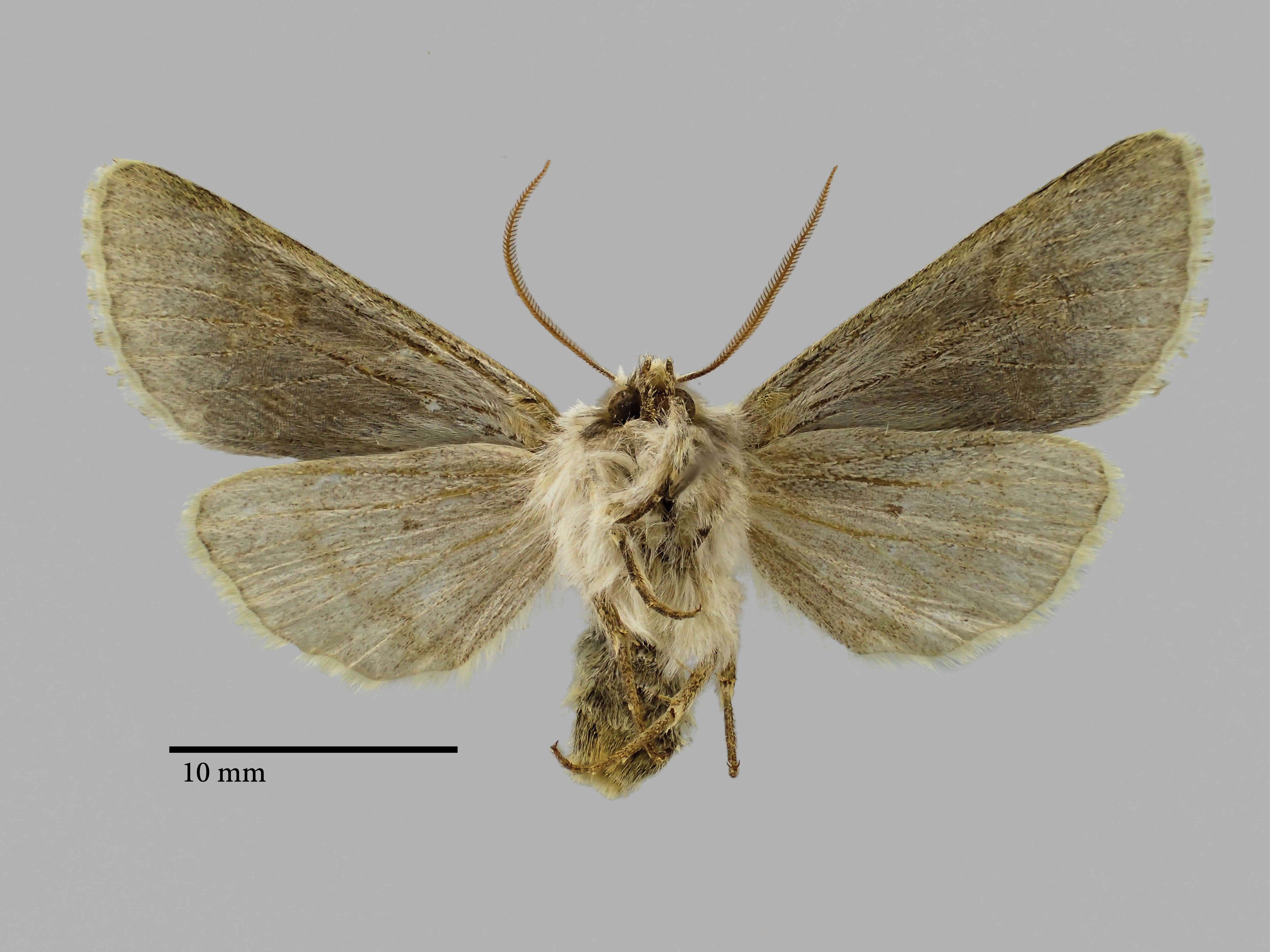 Perigrapha flora Pt V.jpg