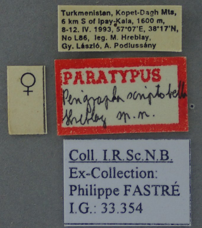 Perigrapha scriptobella F Pt Labels.jpg