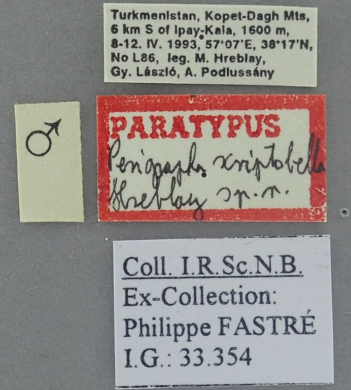 Perigrapha scriptobella M Pt Labels.jpg