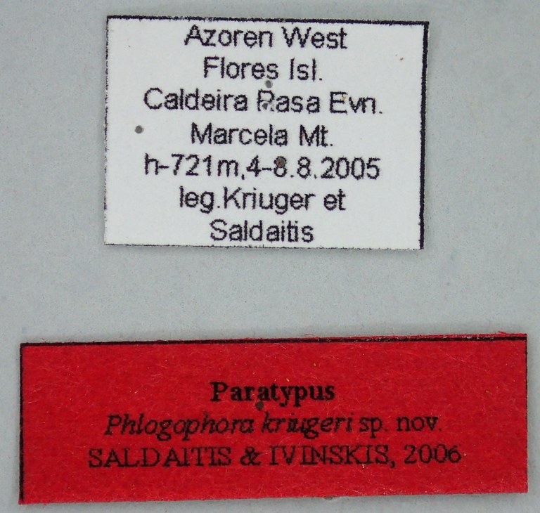 Phlogophora kriugeri Pt Labels.jpg Phlogophora kriugeri Pt Labels.jpg