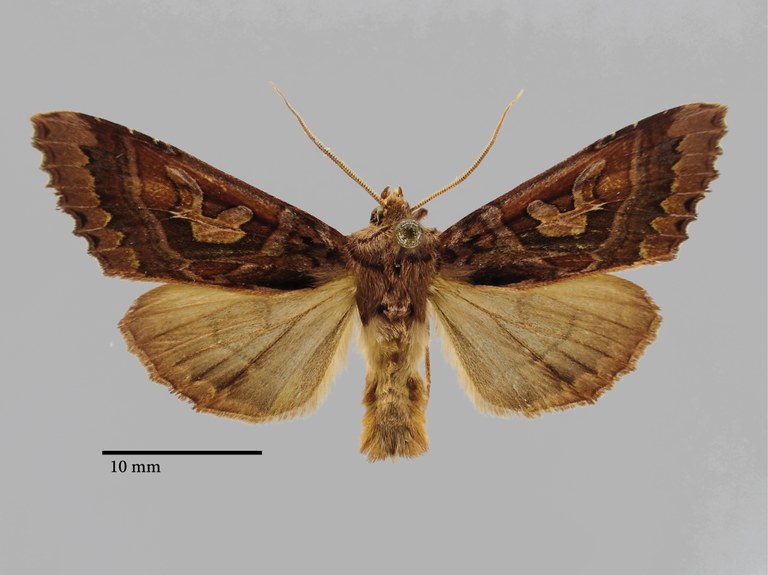 Phlogophora kriugeri Pt D.jpg Phlogophora kriugeri Pt D.jpg