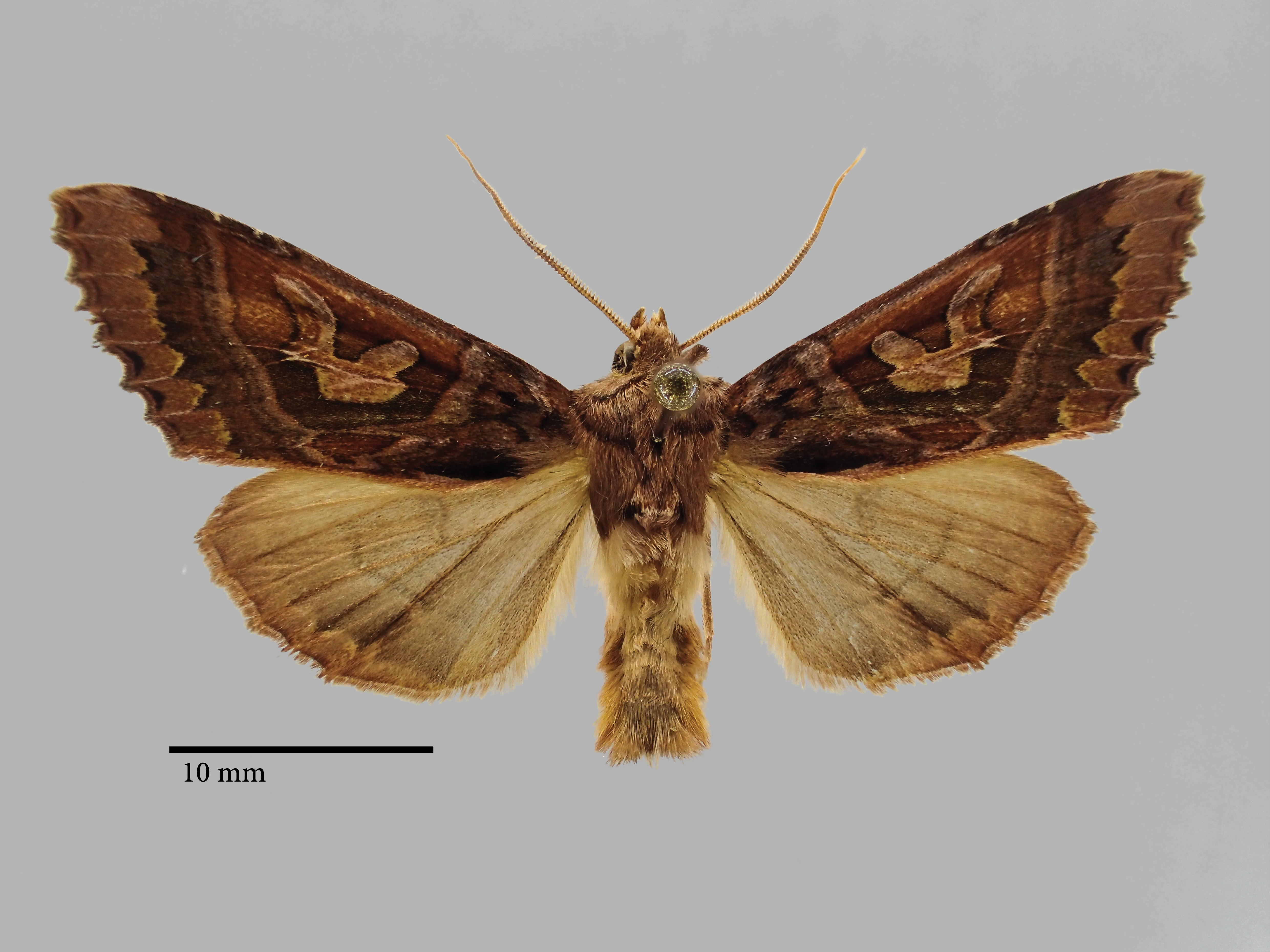 Phlogophora kriugeri Pt D.jpg
