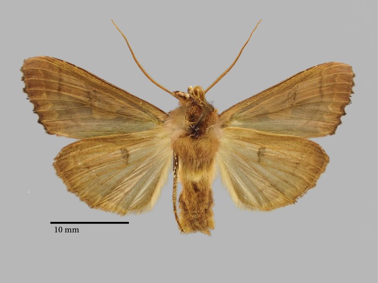 Phlogophora kriugeri Pt V.jpg Phlogophora kriugeri Pt V.jpg