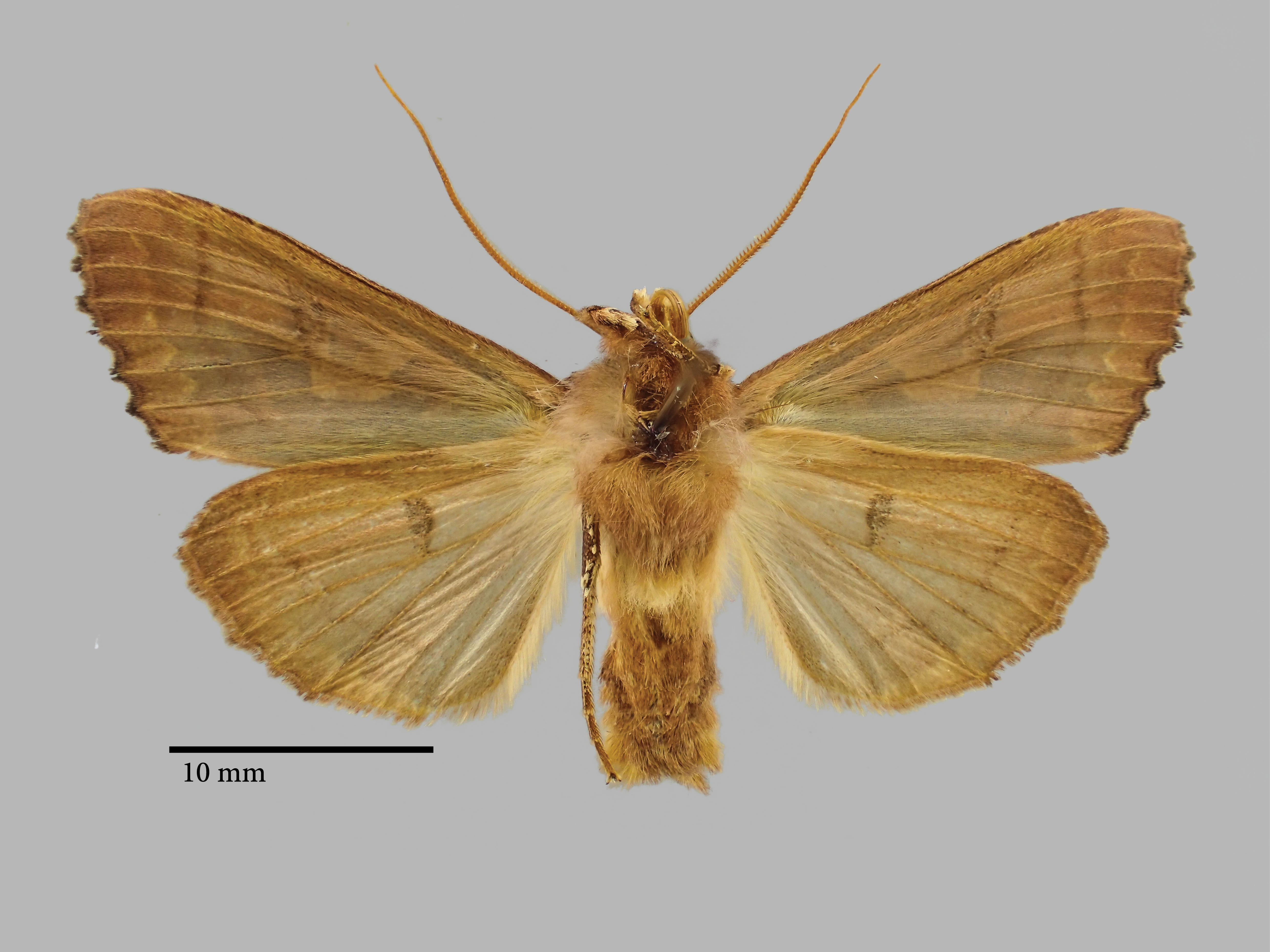 Phlogophora kriugeri Pt V.jpg