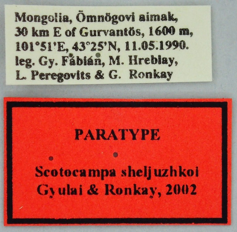 Scotocampa sheljuzhkoi Pt Labels.jpg Scotocampa sheljuzhkoi Pt Labels.jpg
