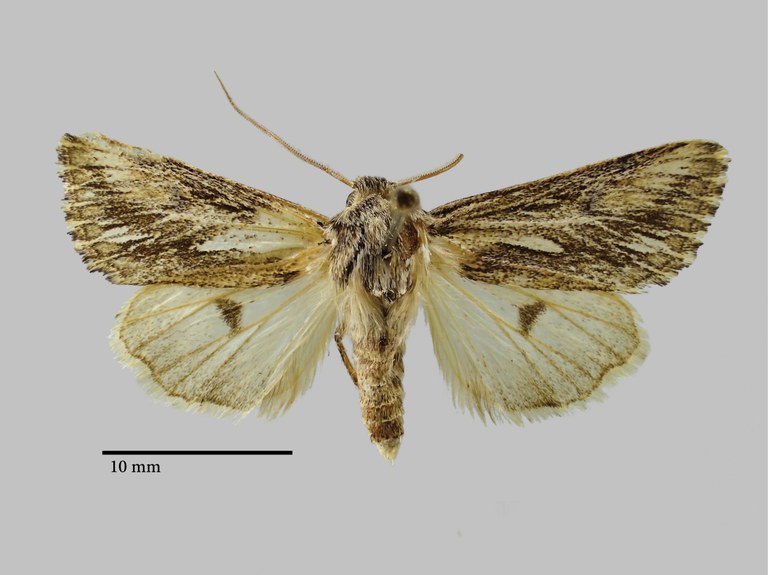 Scotocampa sheljuzhkoi Pt D.jpg Scotocampa sheljuzhkoi Pt D.jpg