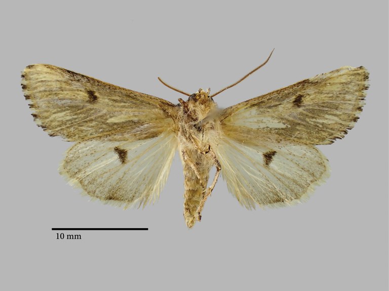 Scotocampa sheljuzhkoi Pt V.jpg Scotocampa sheljuzhkoi Pt V.jpg