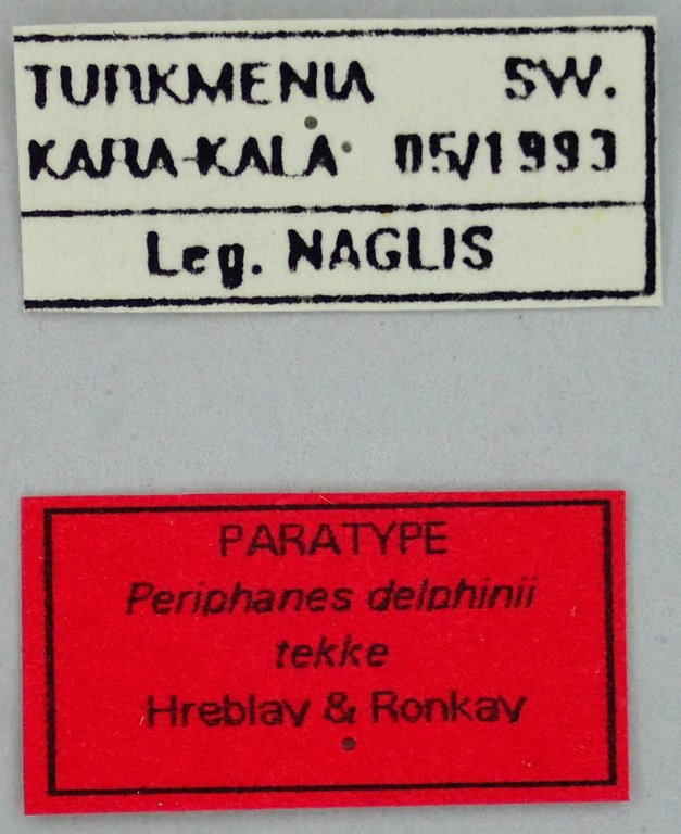 Periphanes delphinii tekke Pt Labels.jpg