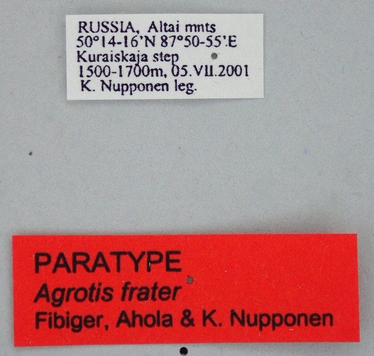 Agrotis frater Pt Labels.jpg Agrotis frater Pt Labels.jpg