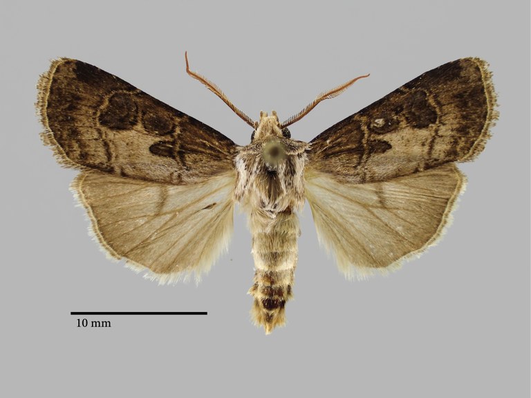 Agrotis frater Pt D.jpg Agrotis frater Pt D.jpg