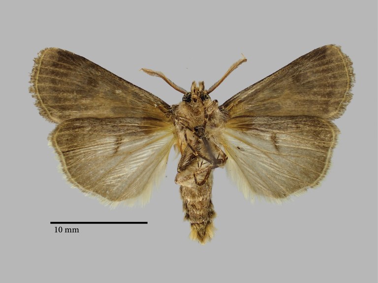 Agrotis frater Pt V.jpg Agrotis frater Pt V.jpg