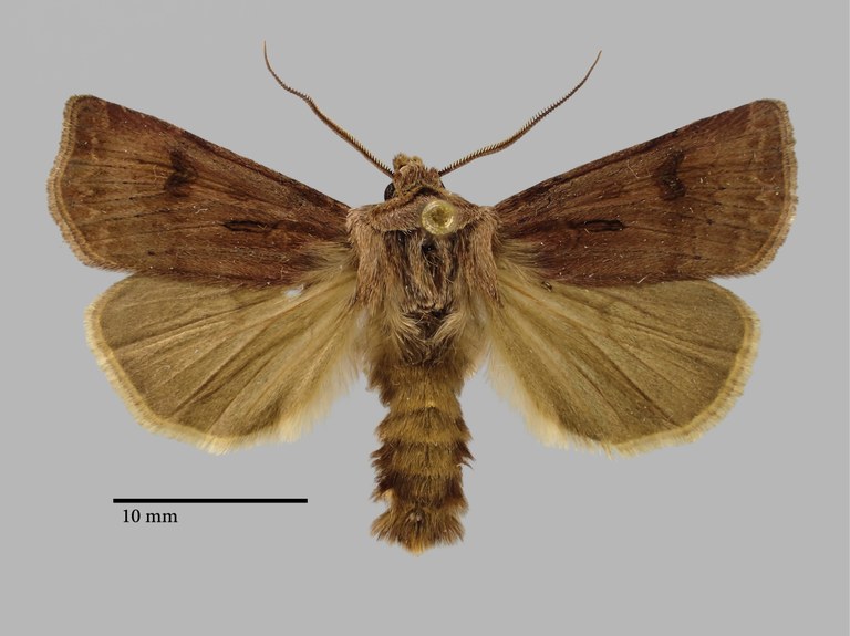 Agrotis iremeli Pt D.jpg