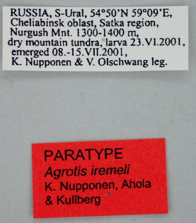 Agrotis iremeli Pt Labels.jpg