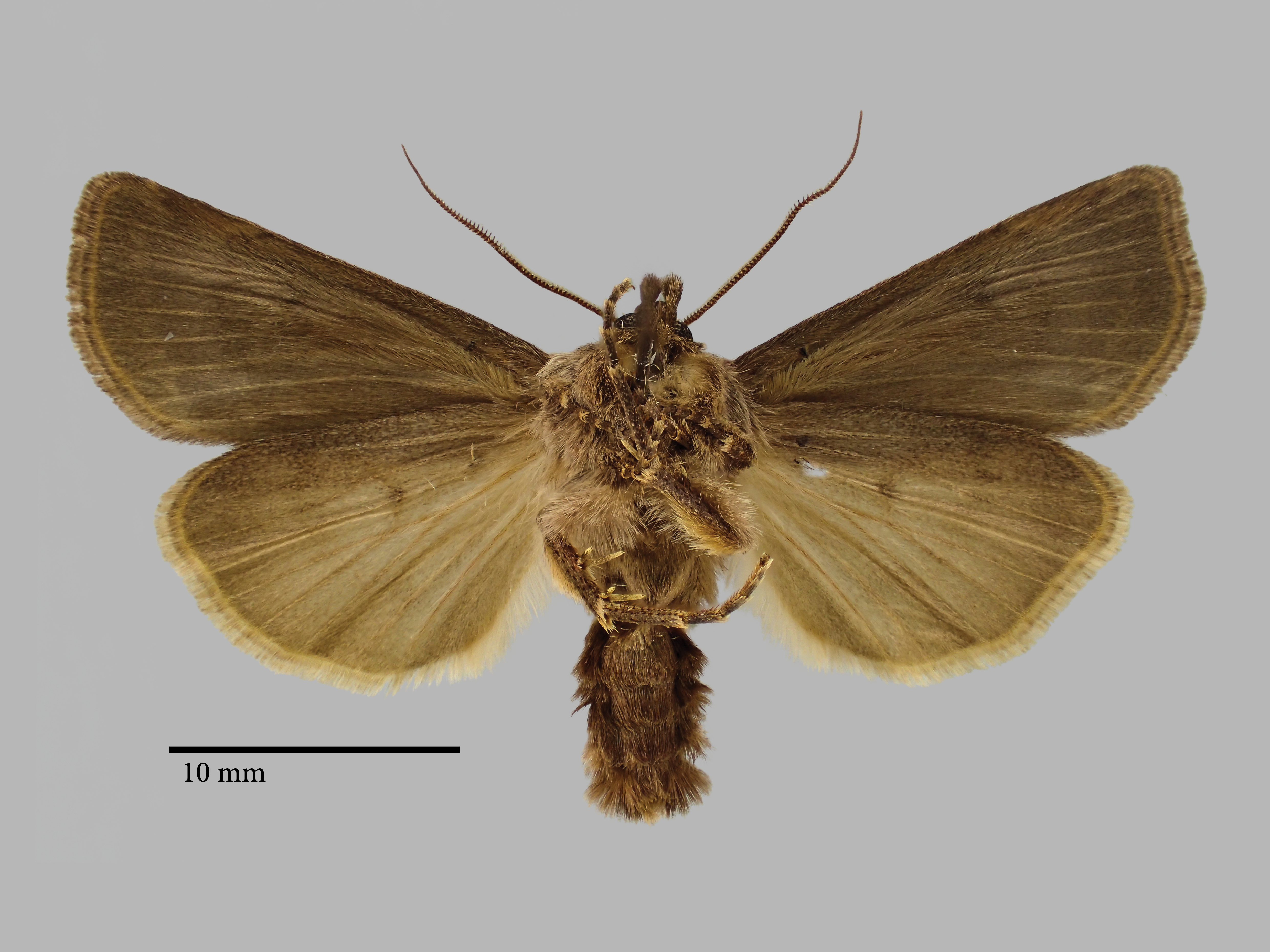 Agrotis iremeli Pt V.jpg