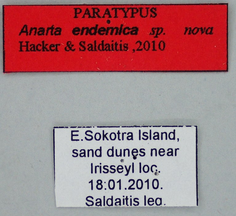 Anarta endemica Pt Labels.jpg Anarta endemica Pt Labels.jpg