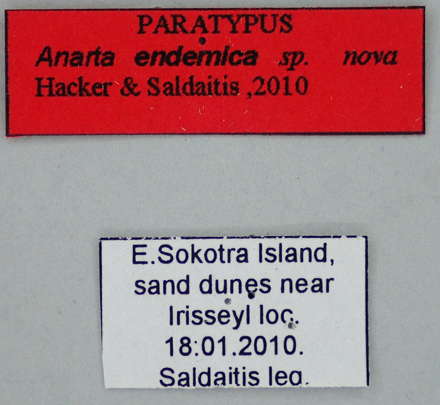Anarta endemica Pt Labels.jpg