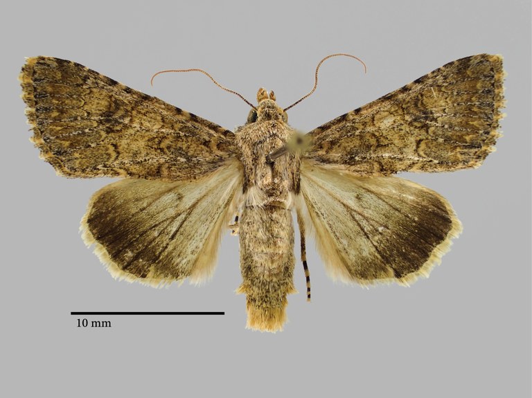 Anarta endemica Pt D.jpg Anarta endemica Pt D.jpg