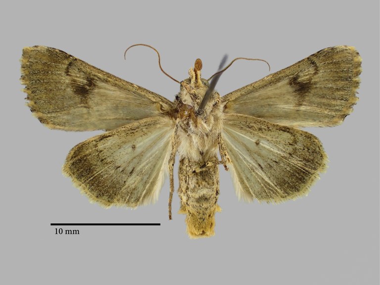 Anarta endemica Pt V.jpg Anarta endemica Pt V.jpg