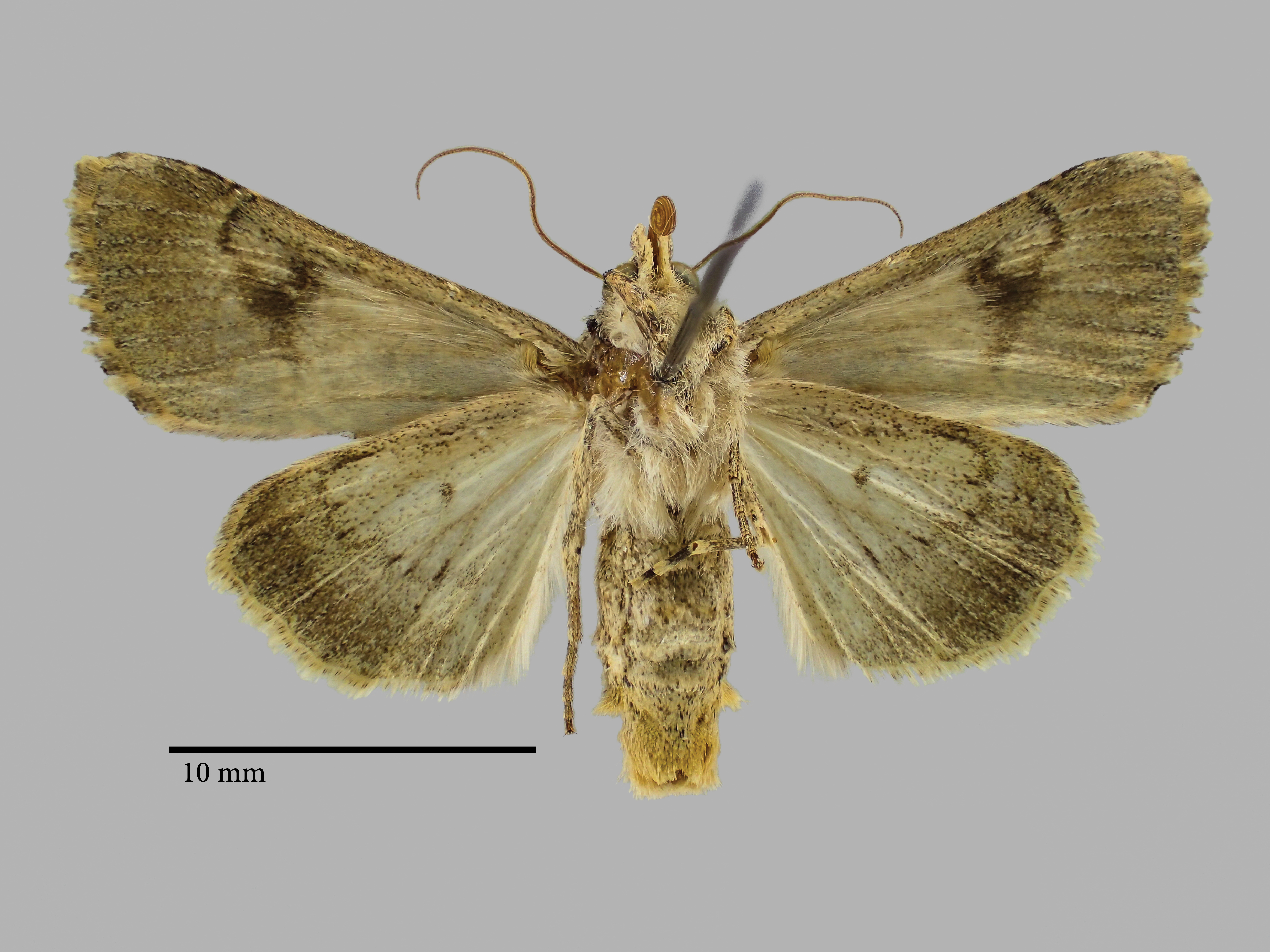 Anarta endemica Pt V.jpg