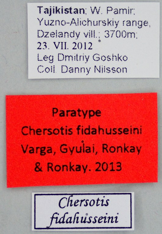 Chersotis fidahusseini Pt Labels.jpg Chersotis fidahusseini Pt Labels.jpg