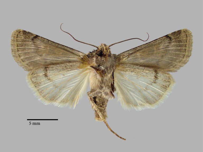 Chersotis fidahusseini Pt V.jpg Chersotis fidahusseini Pt V.jpg