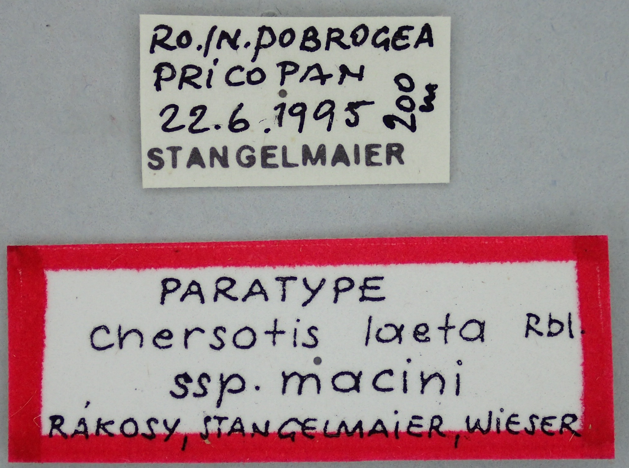 Chersotis laeta macini Pt Labels.jpg